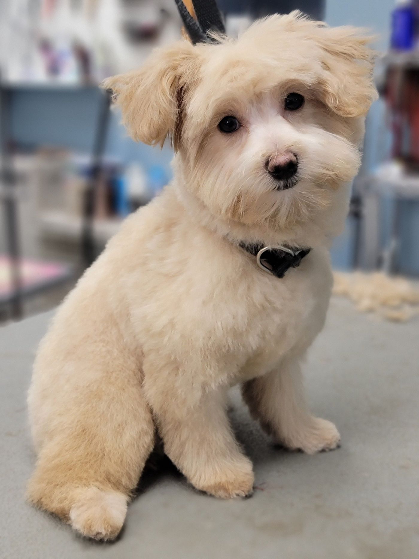 White Maltese With Collar - Lincoln, NE - Four Paws
