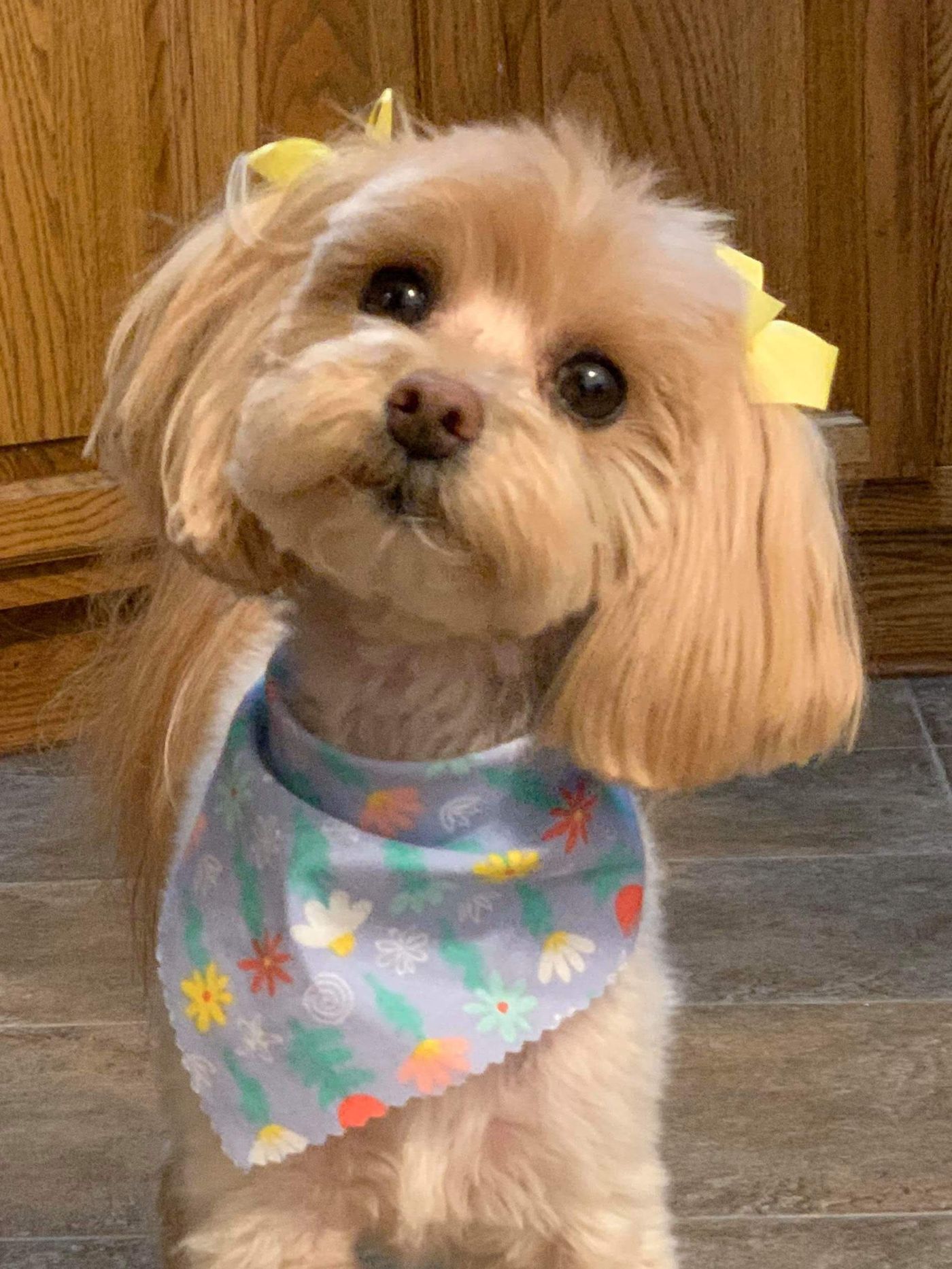 Brown Maltese - Lincoln, NE - Four Paws