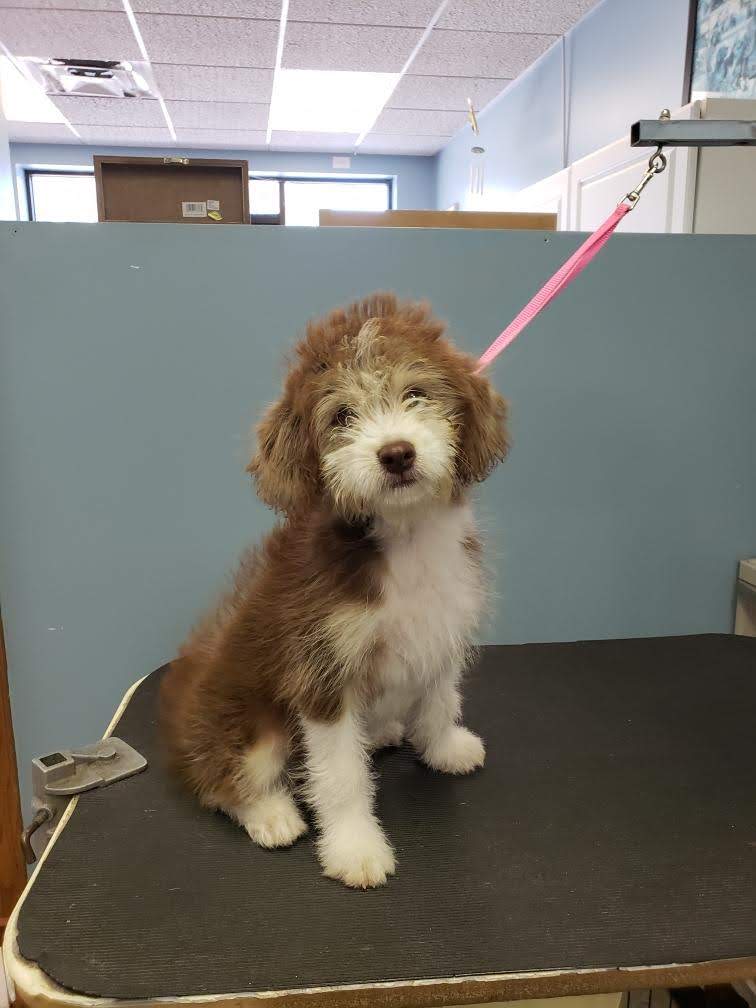 Bordoodle Before - Lincoln, NE - Four Paws