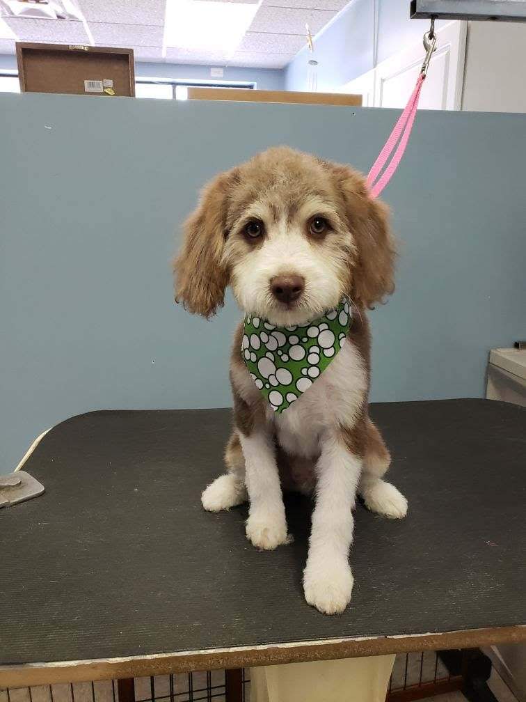 Bordoodle After - Lincoln, NE - Four Paws