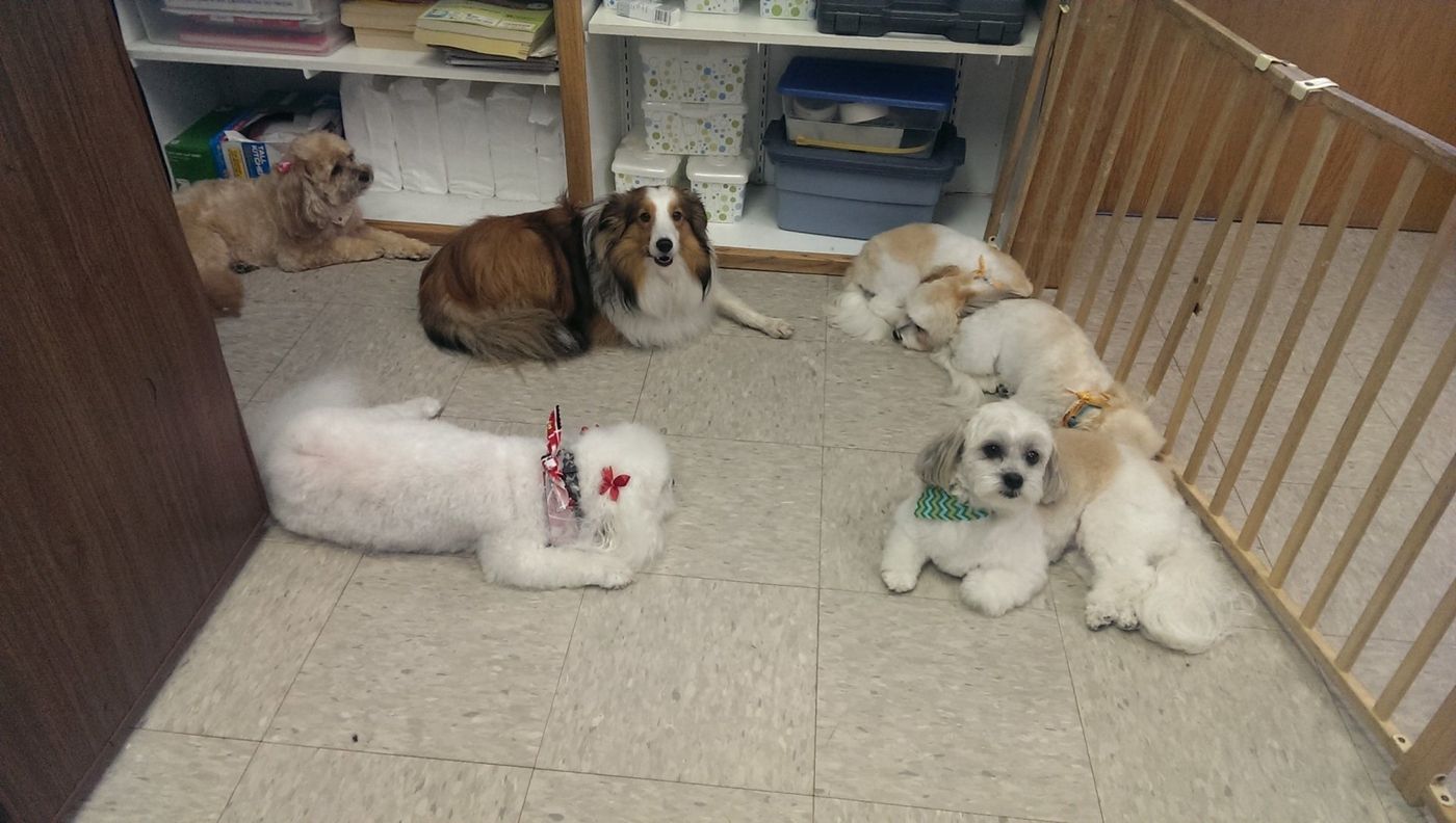 Dogs On A Room - Lincoln, NE - Four Paws