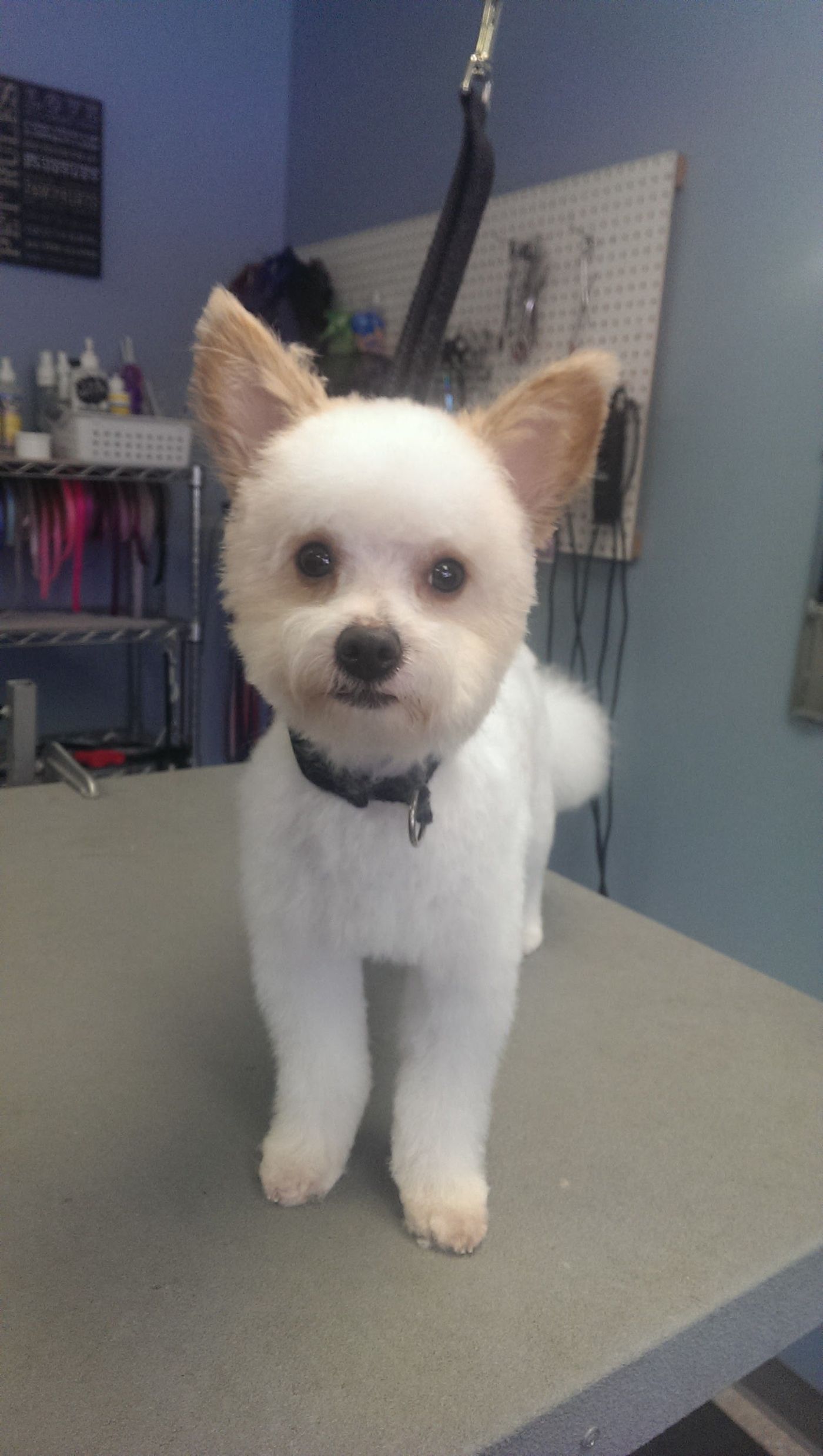 White Dog - Lincoln, NE - Four Paws
