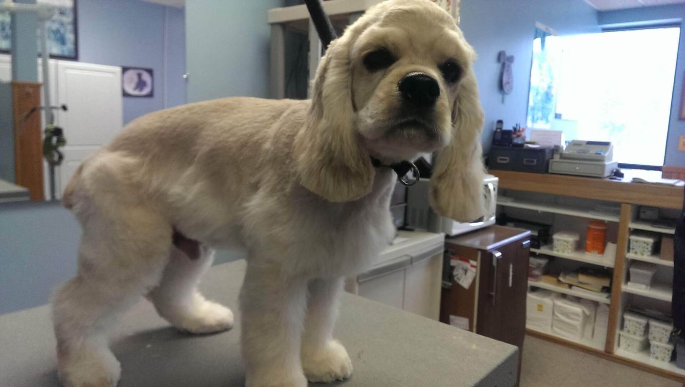 American Cocker Spaniel - Lincoln, NE - Four Paws