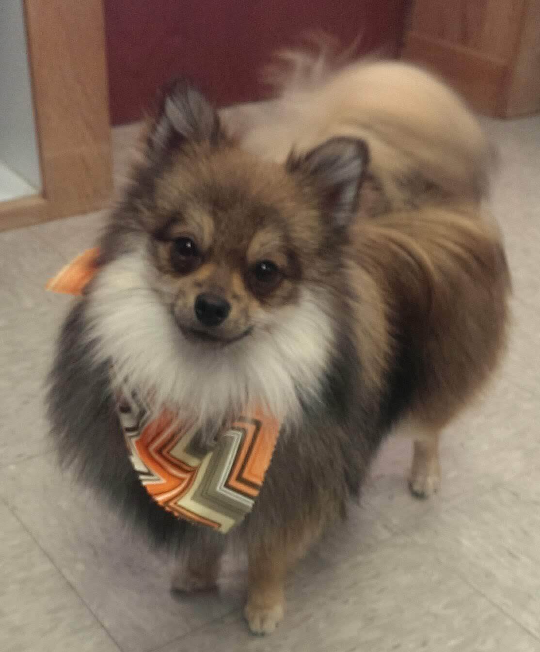 Brown German Spitz - Lincoln, NE - Four Paws