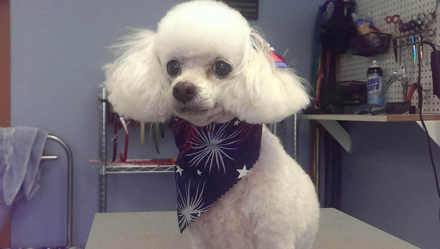 Maltese Dog With Scarf - Lincoln, NE - Four Paws