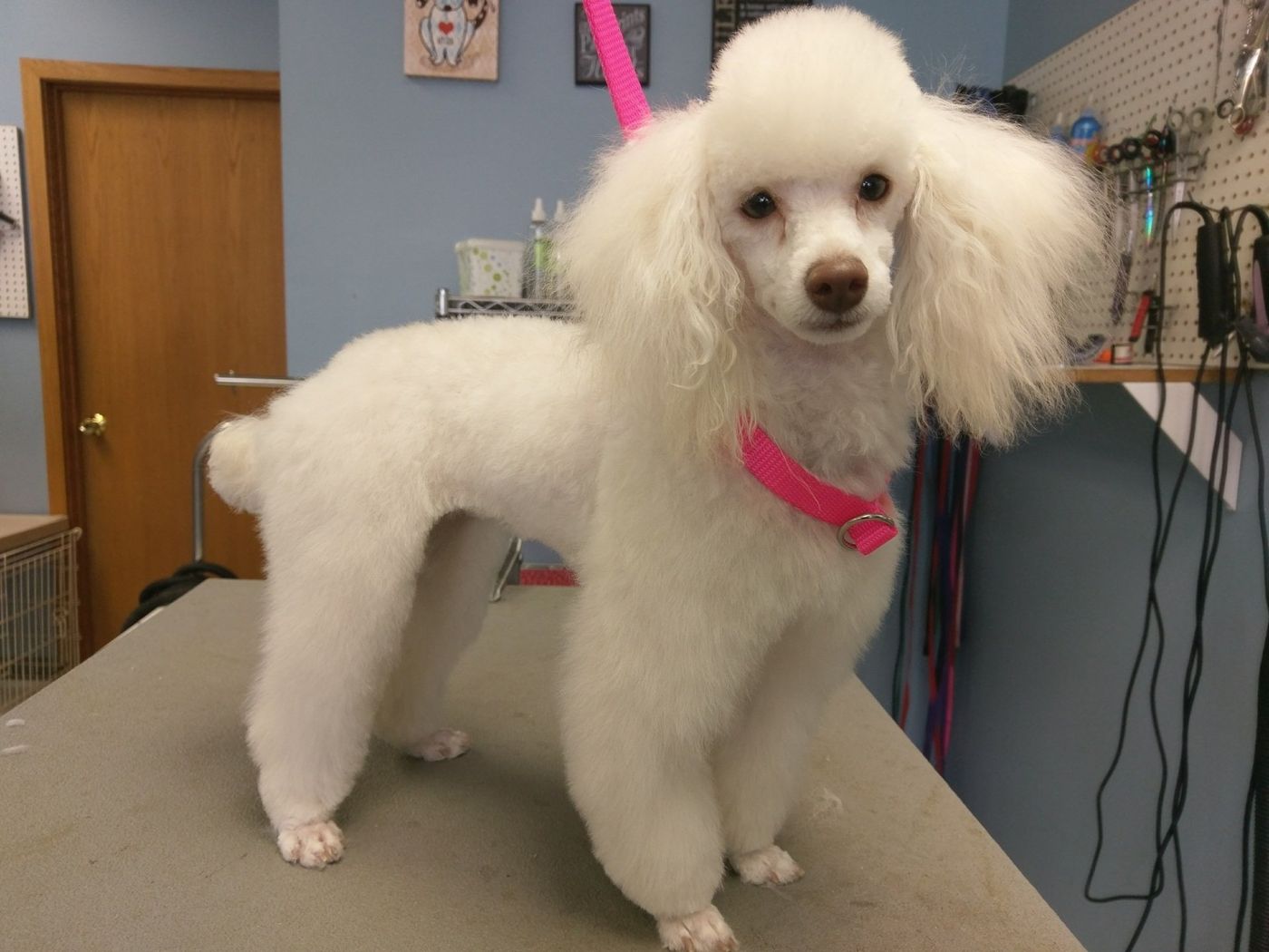 White Toy Poodle - Lincoln, NE - Four Paws
