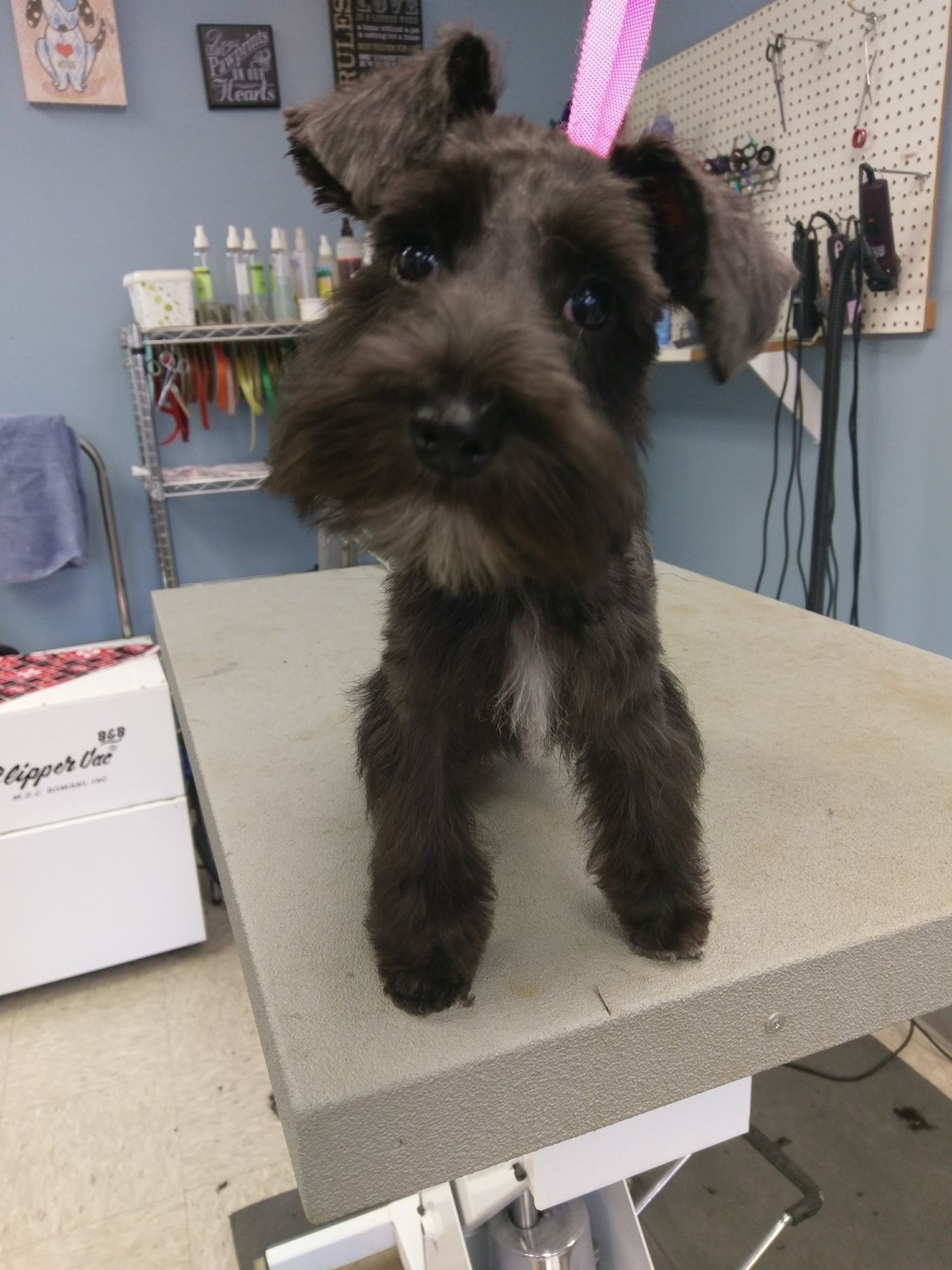 Black Miniature Schnauzer - Lincoln, NE - Four Paws