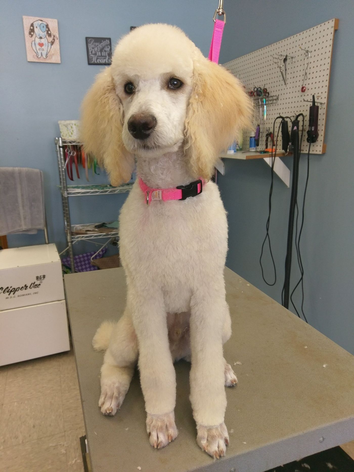 Toy Poodle After - Lincoln, NE - Four Paws