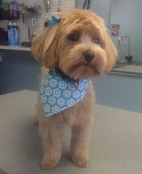 Shih Tzu - Lincoln, NE - Four Paws