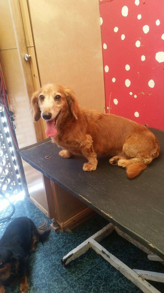 Mobile Pet Grooming Oceanside, CA 8583445266