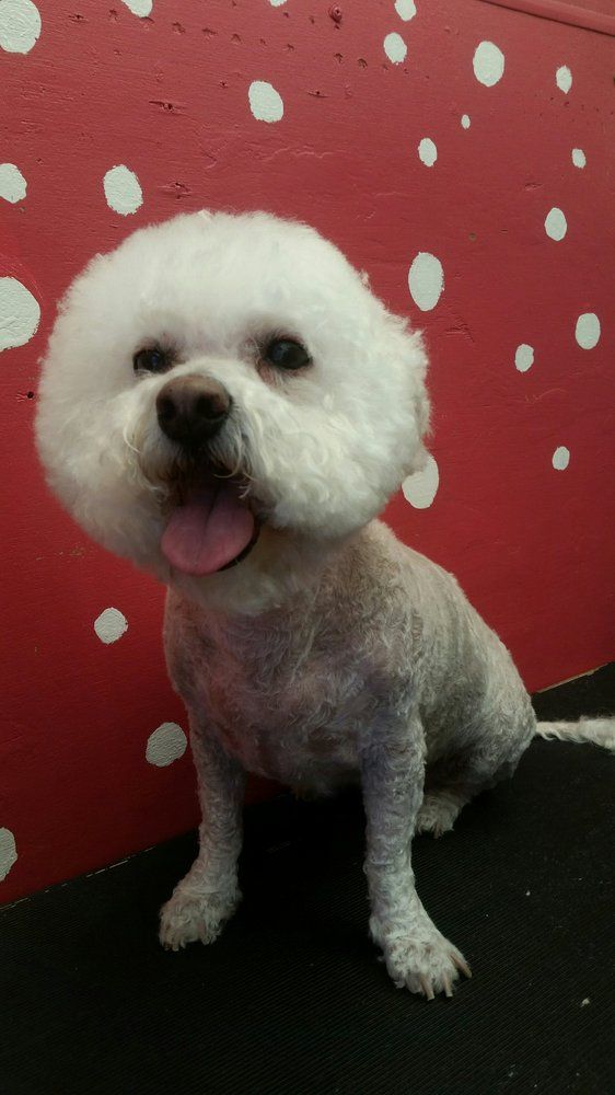 Mobile Pet Grooming San Marcos, CA 8583445266