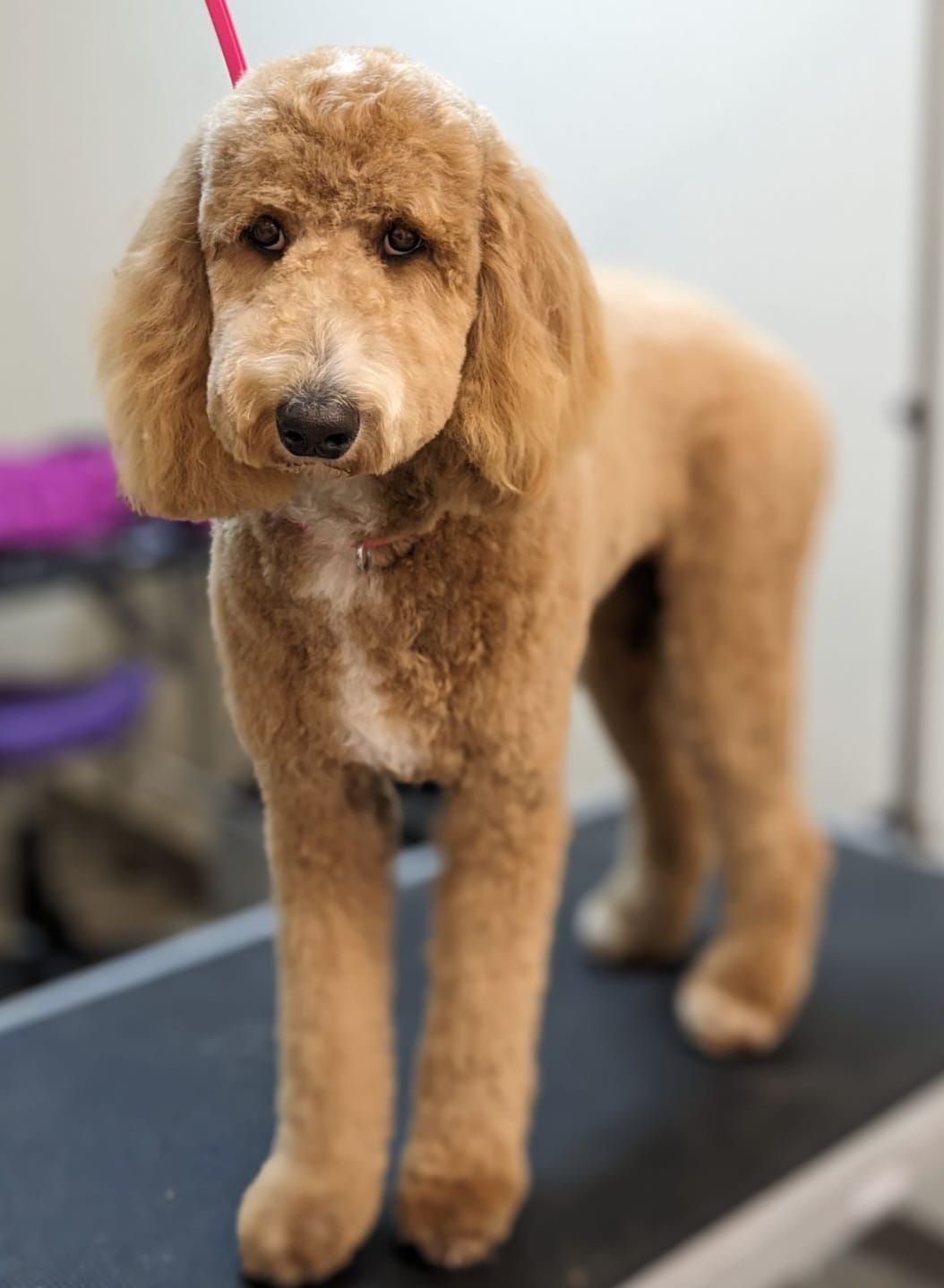 A brown poodle is standing on a grooming table.
