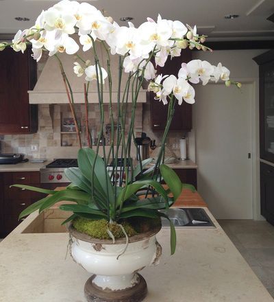 A white vase filled with white flowers sits on a kitchen counter