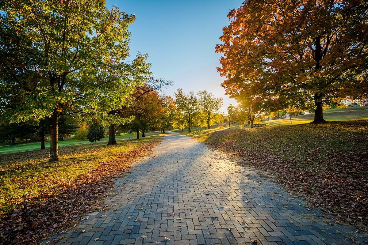Tree-lined park path with autumn leaves and sunlight