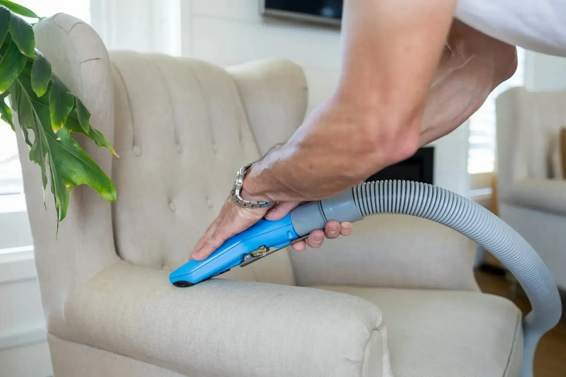 Hand vacuum cleaning a beige sofa, removing dust near a green plant.