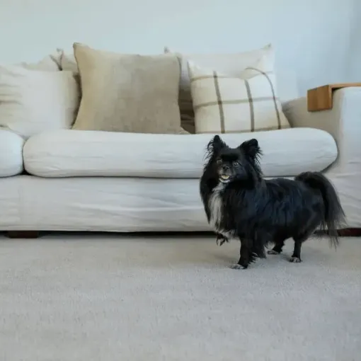 Small black long-haired dog standing on a light carpet in front of a cream sofa with pillows