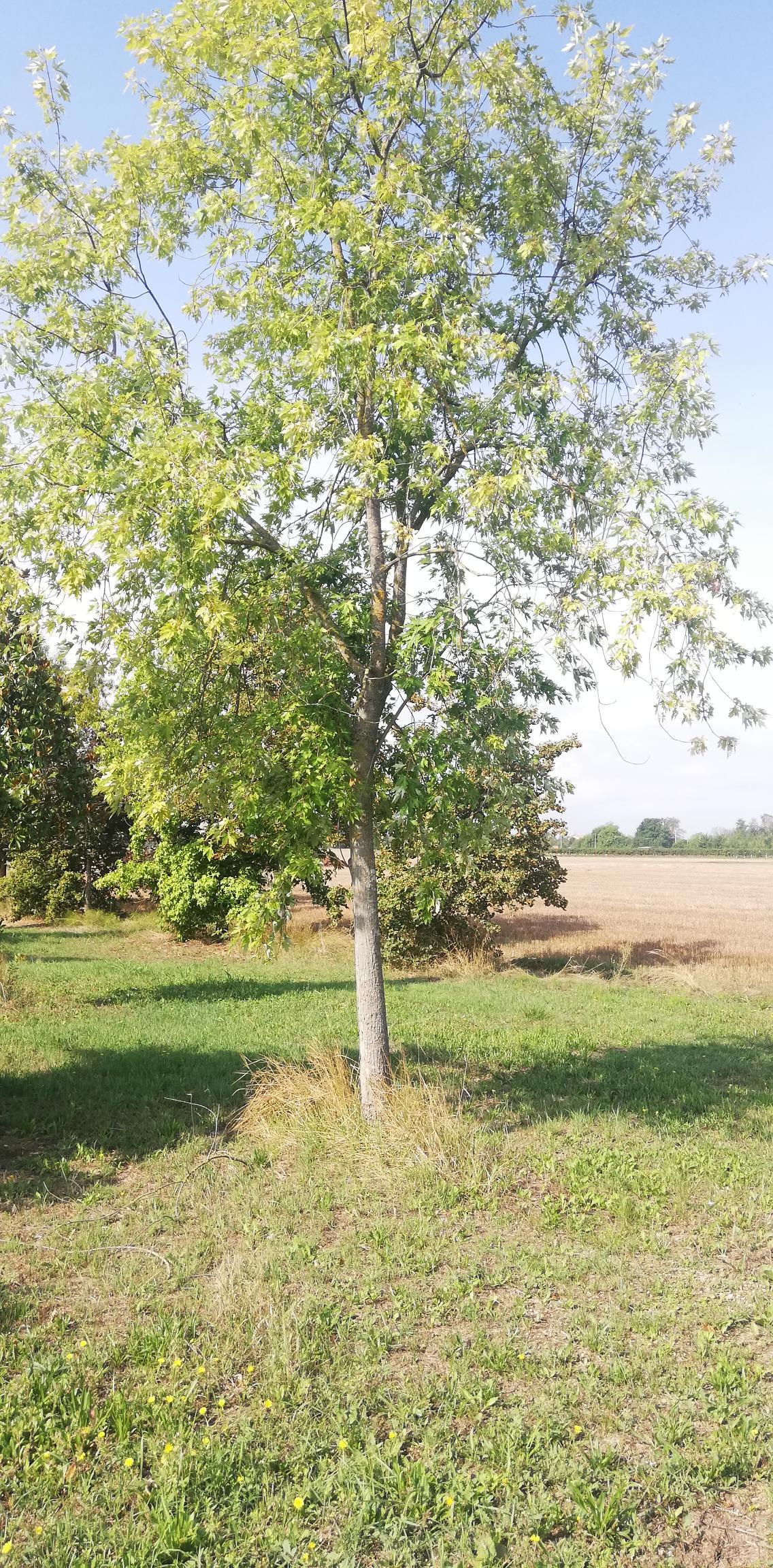 Giovane albero in un prato sotto una limpida luce del giorno, con altri alberi sullo sfondo.
