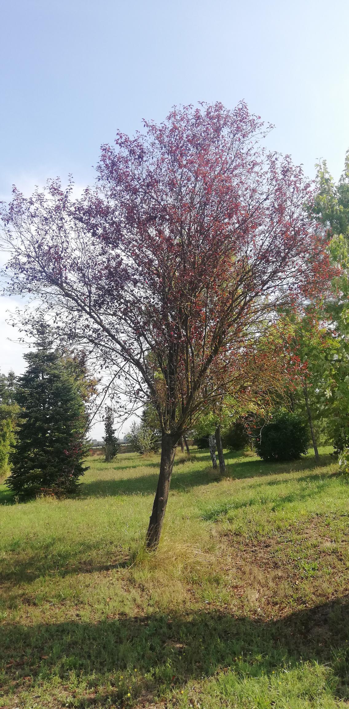 Giovane albero con fiori rosa in un frutteto erboso sotto un cielo limpido