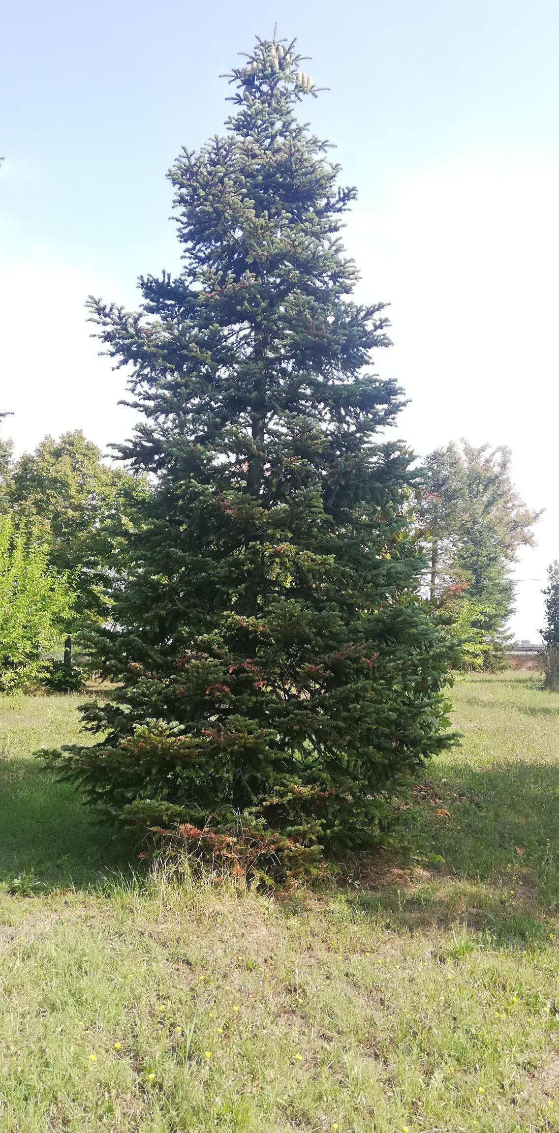 Alto albero sempreverde in un prato sotto un cielo azzurro e limpido
