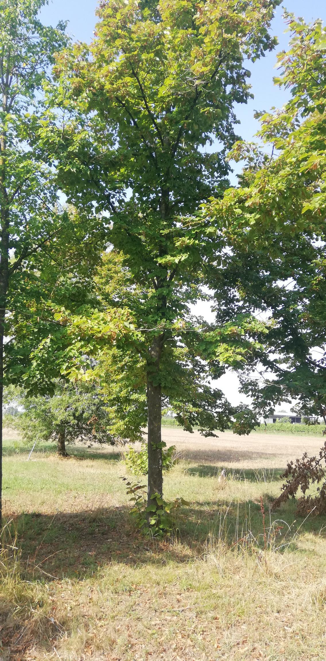 Due alberi verdi in un prato sotto la luce del giorno