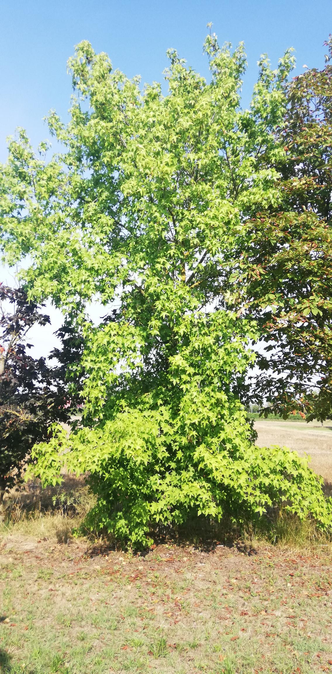 Un piccolo albero verde e frondoso in un campo erboso sotto un cielo azzurro brillante.