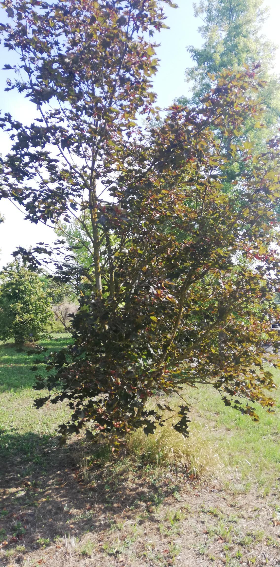 Un piccolo albero frondoso con foglie verdi e bruno-rossastre in un prato sotto la luce del sole.