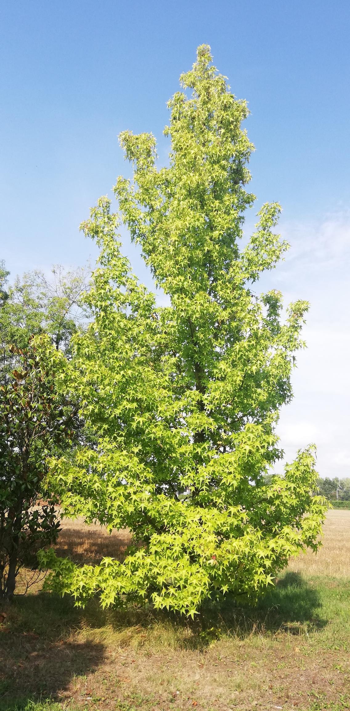 Un albero frondoso in un campo erboso sotto un cielo azzurro e limpido.