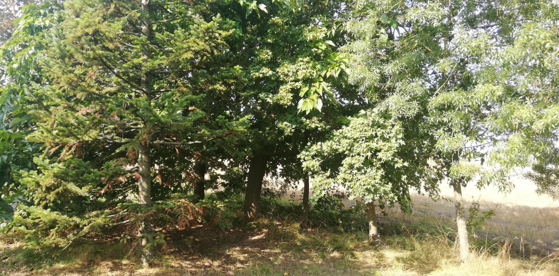 Boschetto soleggiato con fitti alberi verdi e una radura erbosa