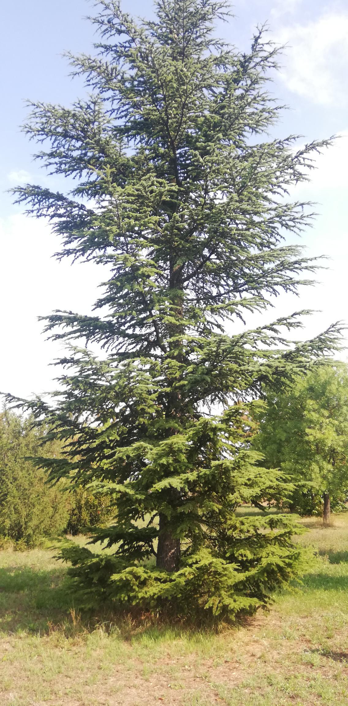 Alto albero sempreverde in un prato sotto la luce del giorno
