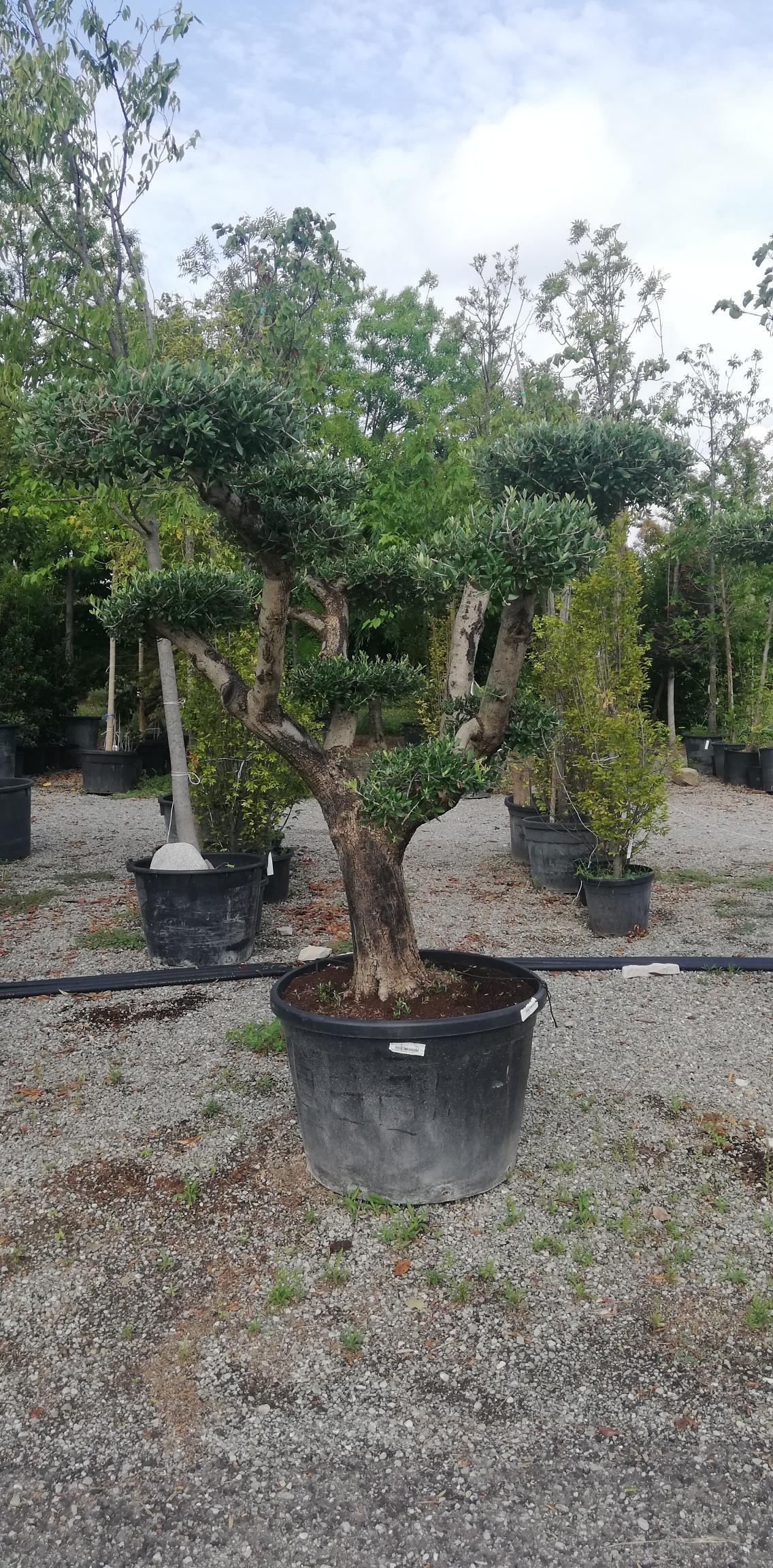 Bonsai in vaso disposti in un vivaio di ghiaia sotto un cielo nuvoloso