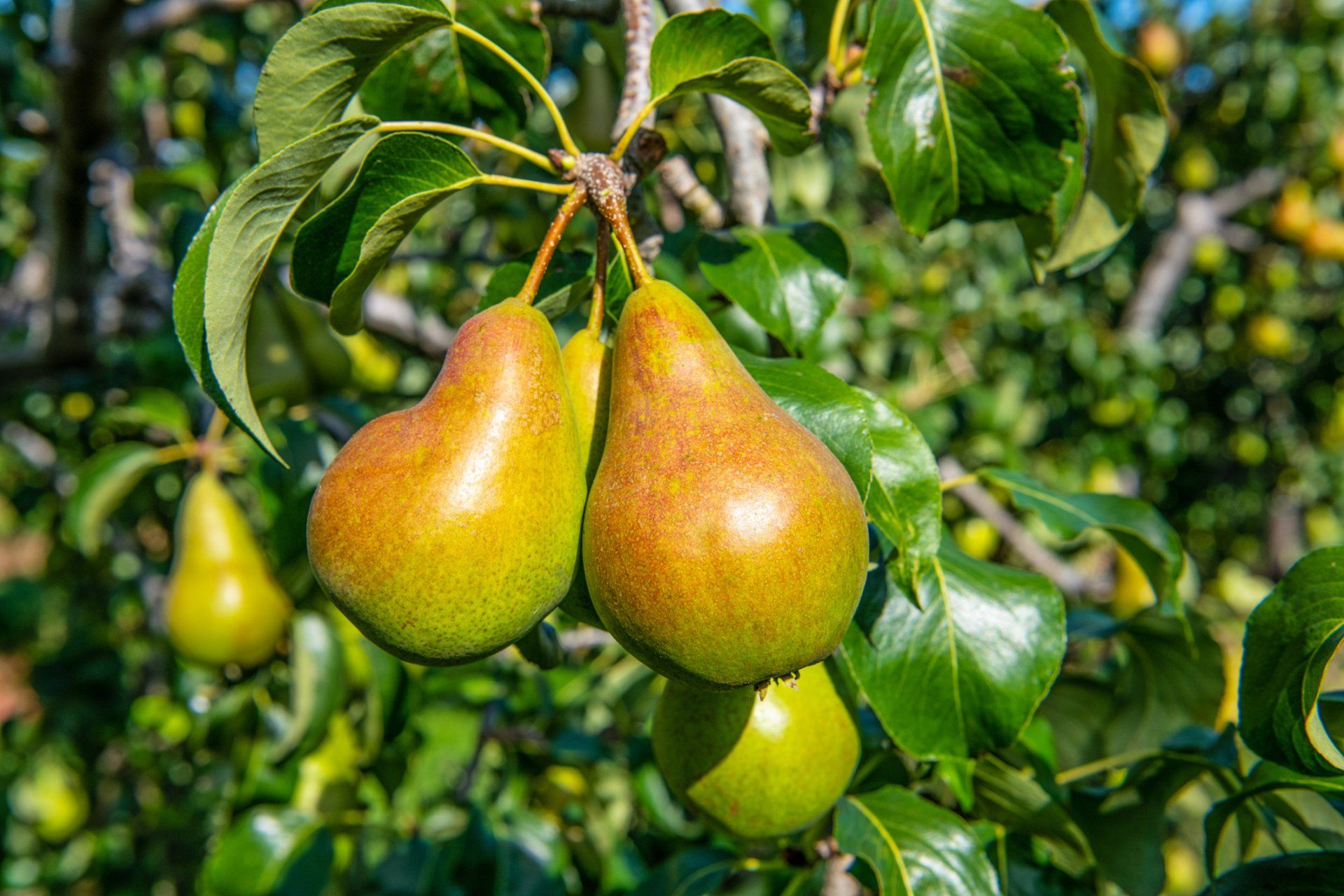 Pere mature appese al ramo di un albero in un frutteto, con foglie verdi e frutti sfocati sullo sfondo.