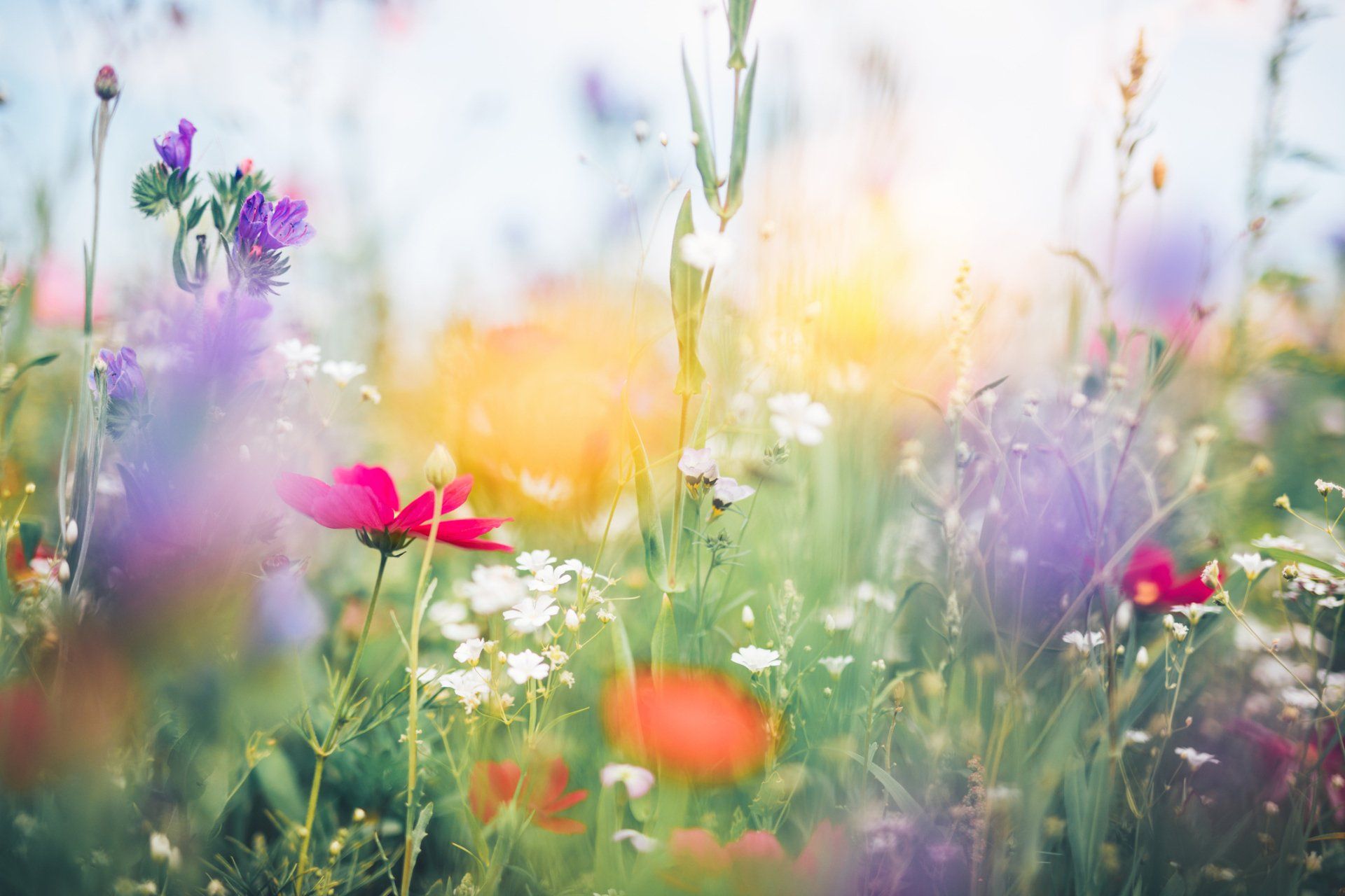 Fiori selvatici in un prato sfocato con fioriture rosa, viola, gialle e arancioni alla luce del sole