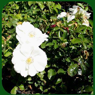 Vendita di fiori a Modena - rose