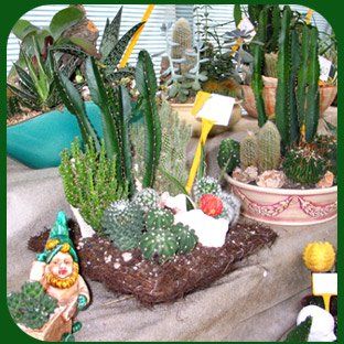 Composizione di piante grasse e cactus in vaso, con un piccolo gnomo da giardino ornamentale e pietre decorative.