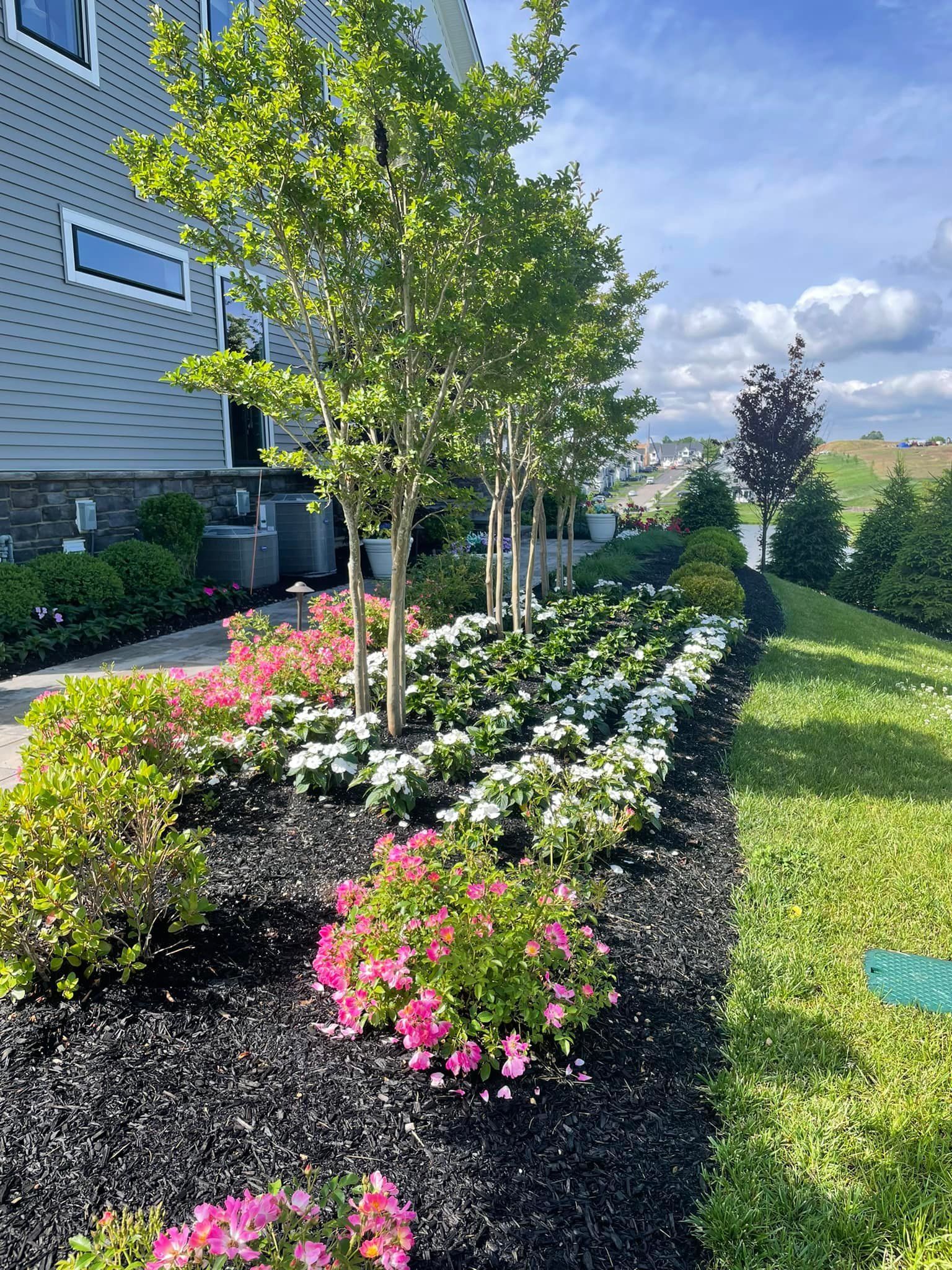 Row of trees and flower beds in front of a building with blue sky. Flowers are white and pink.