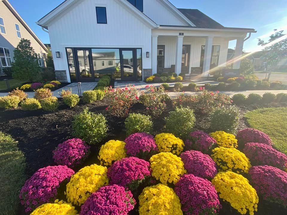 White house with a vibrant flower bed. Pink and yellow mums are in bloom.