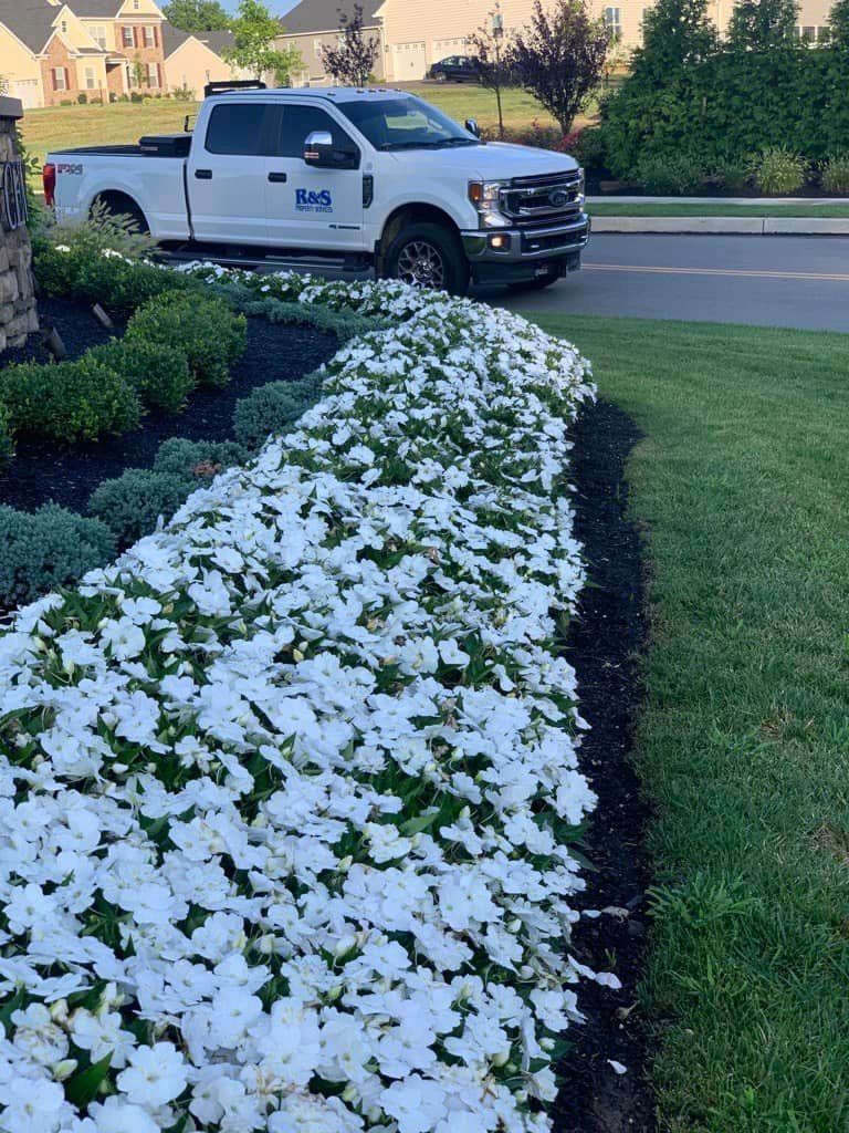 White flowers in a long garden bed, white truck in background.