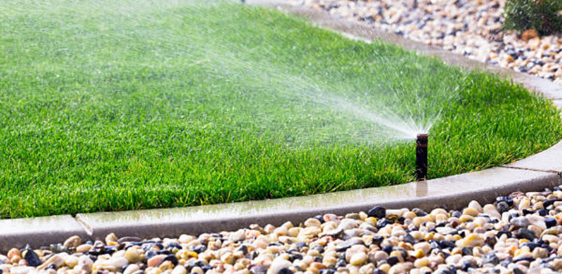 Sprinkler watering green lawn, bordered by stones and a concrete edge.