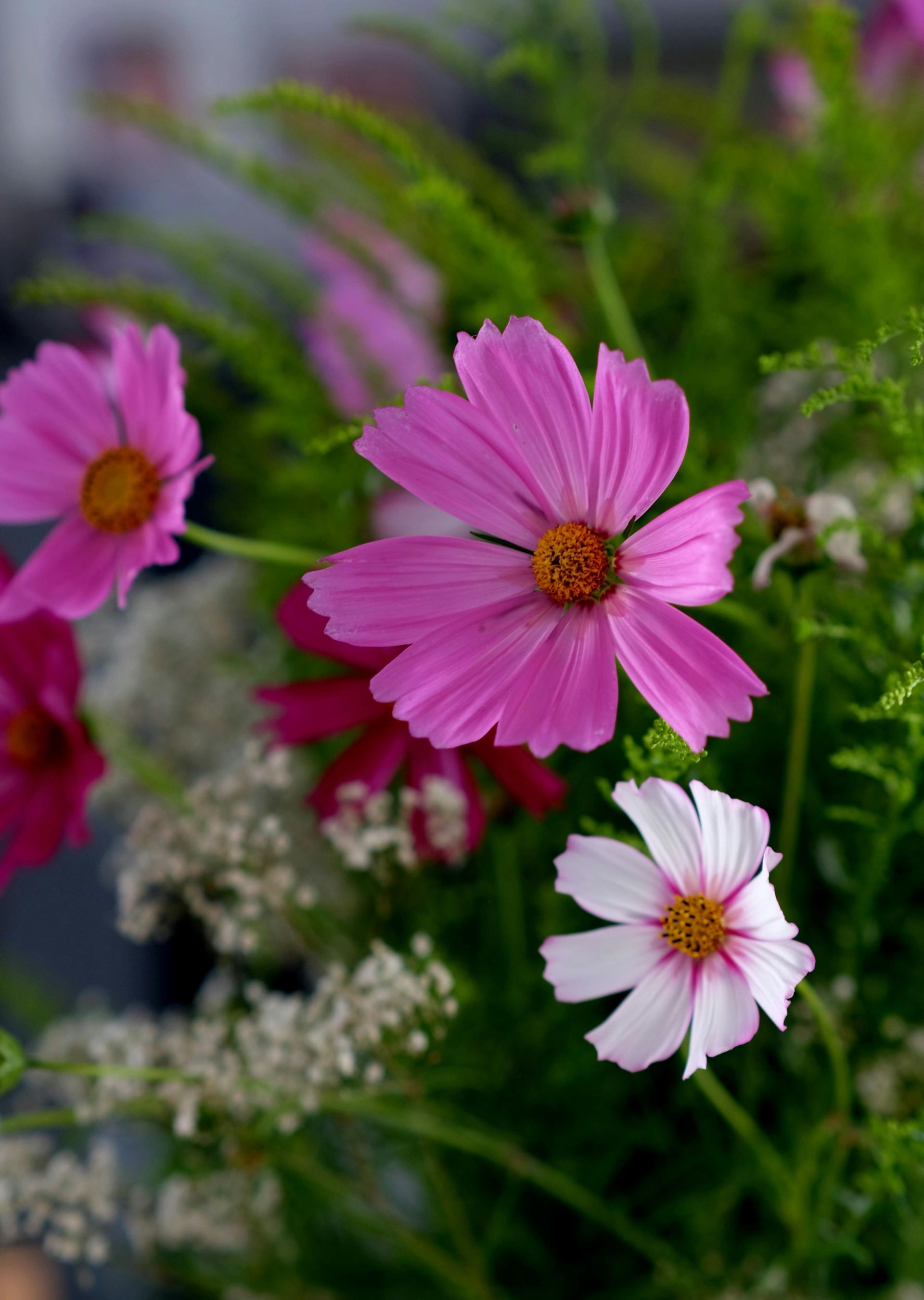 Pink and white cosmos flowers with yellow centers, surrounded by green and white foliage.