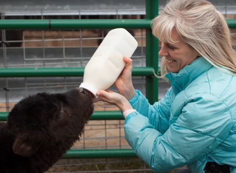 Passion for cattle