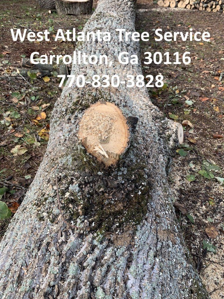 tree removal carrollton ga