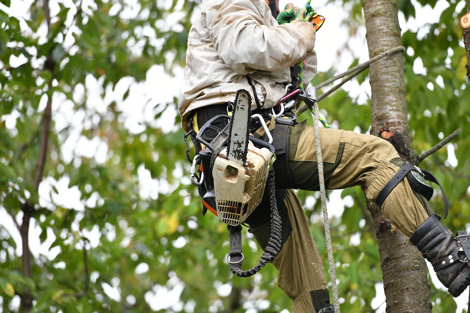 tree service carrollton ga
