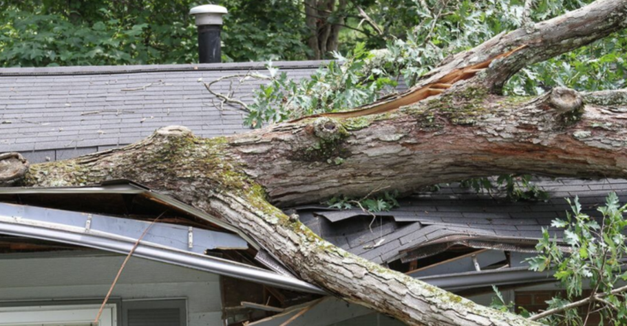 Tree Removal, Tree Damage