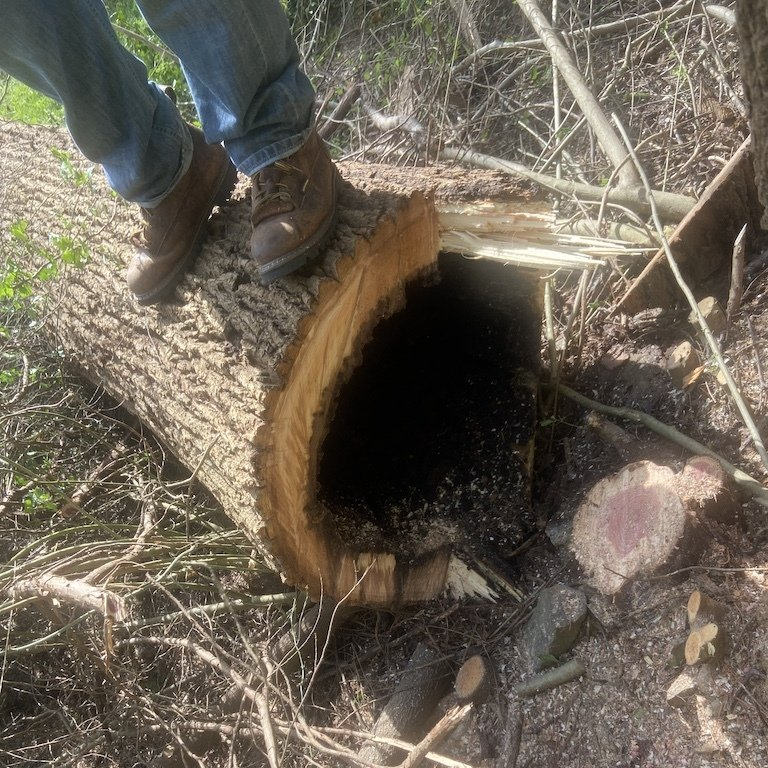 Dead tree that needs to be removed | Tree Removal | West Atlanta Tree