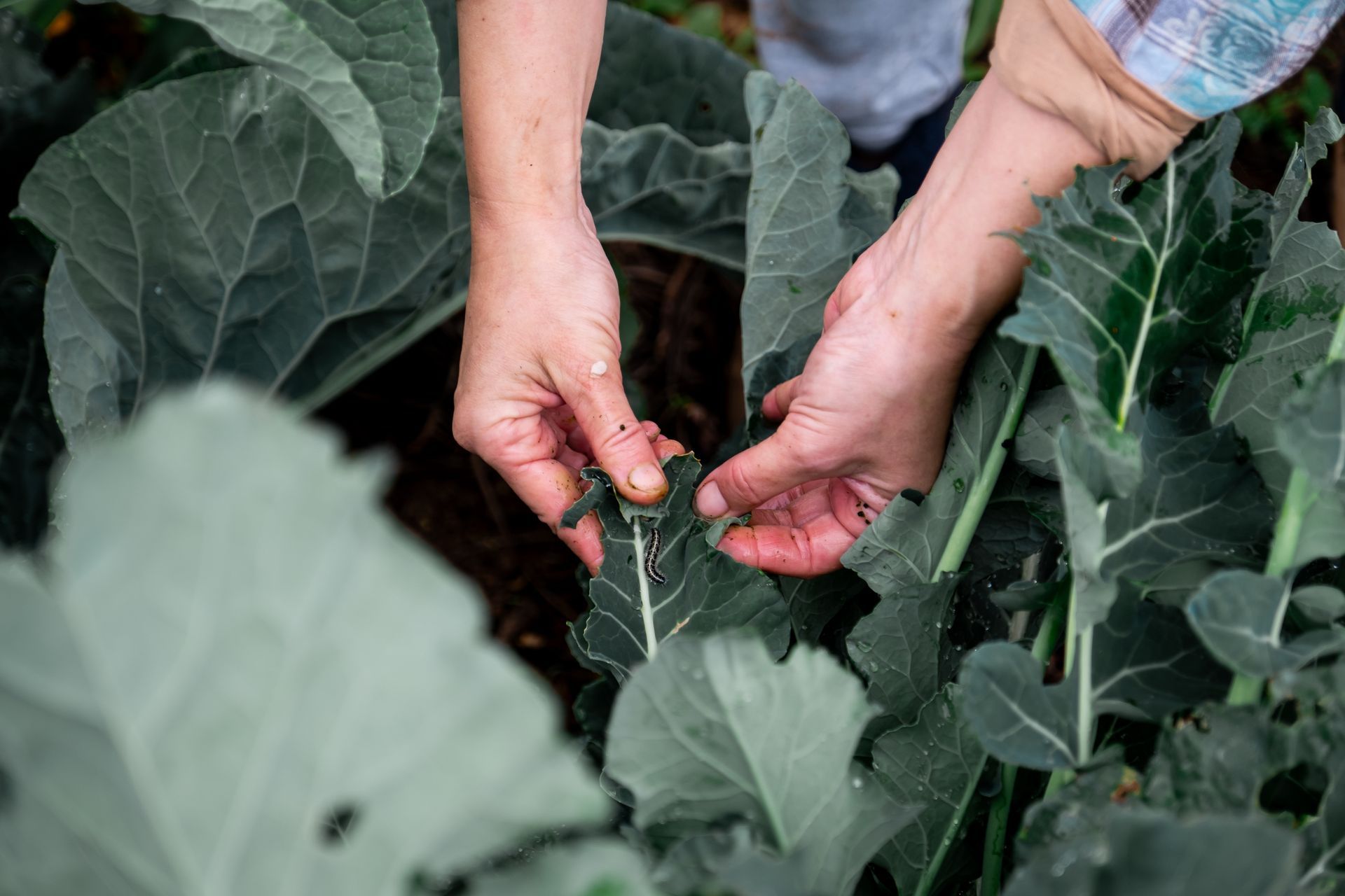 Hands inspecting the leaves of a leafy green vegetable plant in a garden.