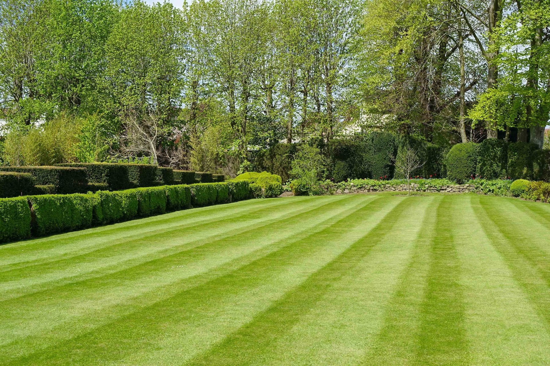 A manicured green lawn with distinct mowing stripes leading toward a line of lush green trees in a sunny garden setting.
