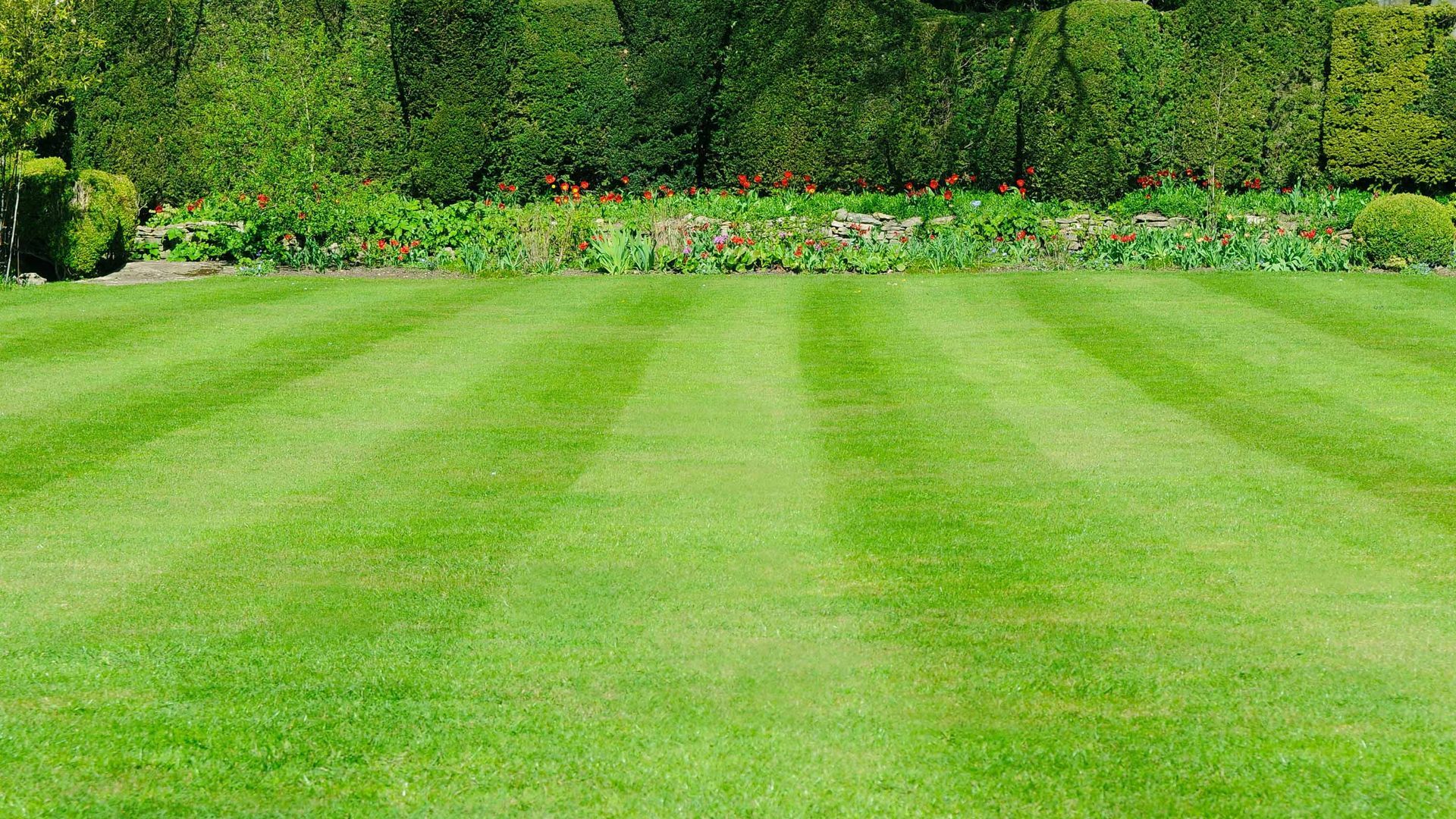 A freshly mown lawn with striped patterns of light and dark green grass, leading to a vibrant garden hedge in the background.
