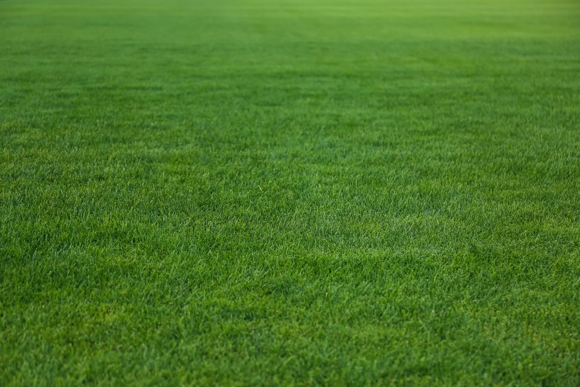 A close-up of a lush, vibrant green grass lawn extending into a blurred background.