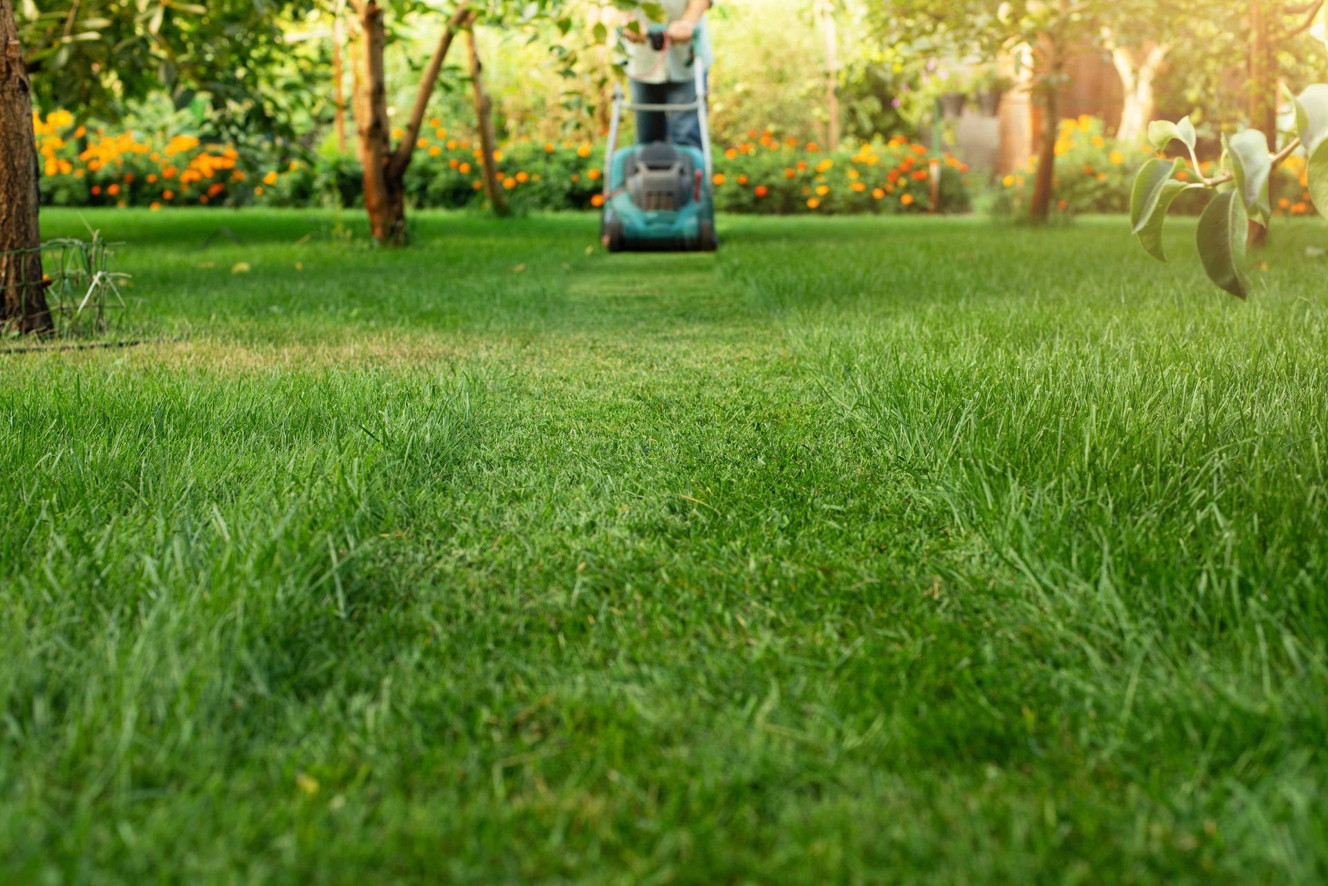 A person mows a bright green lawn in a sunlit garden, with trees and flowers blurred in the background.
