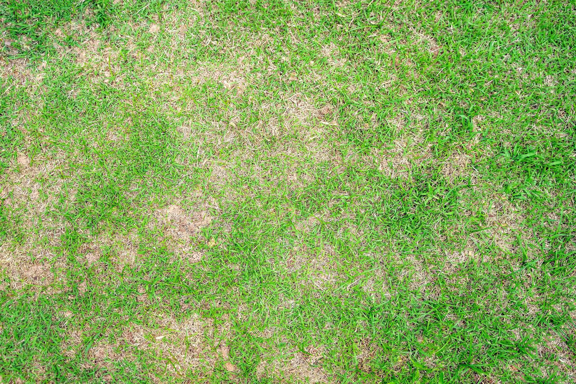 A top-down view of a lawn with patches of vibrant green grass mixed with areas of dry, brown, dormant turf.
